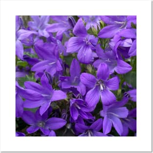 Blue Campanula Flowers (Bellflowers) Posters and Art